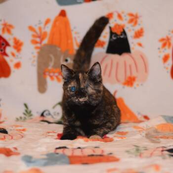 Tortilla -  Domestic Short Hair Cat for Adoption in Manchester, Maryland - Tortilla | PetCurious