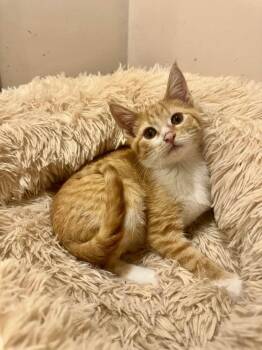 Rescue Domestic Short Hair Cats for Adoption in Columbia, South Carolina - Biscuit | PetCurious