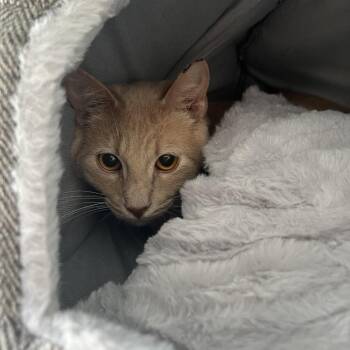 Domestic Short Hair Cats Available for Adoption - Tiggy | PetCurious