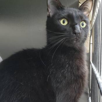 Tommy Goblin -  Domestic Short Hair Cat for Adoption in Walker, Michigan - Tommy Goblin | PetCurious