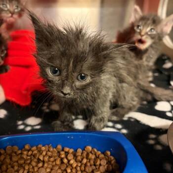 Chikorita -  Domestic Medium Hair Cat for Adoption in Council Bluffs, Iowa - Chikorita | PetCurious