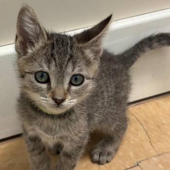 Andrew -  Domestic Short Hair Cat for Adoption in Greensboro, Georgia - Andrew | PetCurious