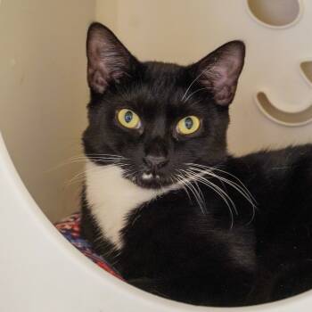 Rescue Domestic Short Hair Cats for Adoption in Santa Fe, New Mexico - Sylvana | PetCurious