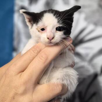 Domestic Short Hair Cats Available for Adoption in Wahiawa, Hawaii - Justine | PetCurious