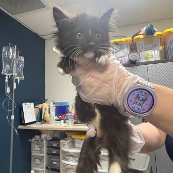 Domestic Short Hair Cats Available for Adoption in Newark, New Jersey - Danny | PetCurious