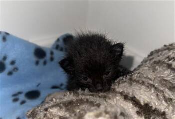Domestic Short Hair Cats Available for Adoption in Dallas, Texas - SUGA | PetCurious