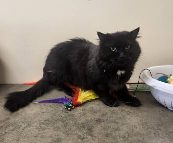 Denver -  Domestic Long Hair Cat for Adoption in Clayton, New Jersey - Denver | PetCurious