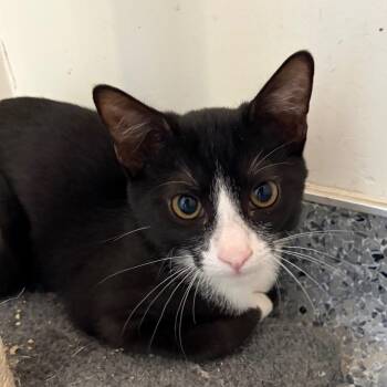 Dragon -  Domestic Short Hair Cat for Adoption in Goleta, California - Dragon | PetCurious