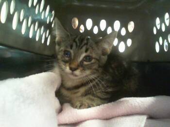 A1267740 -  Domestic Short Hair Cat for Adoption in Charlotte, North Carolina - A1267740 | PetCurious