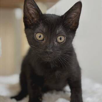 Alice -  Domestic Short Hair Cat for Adoption in Riverside, California - Alice | PetCurious