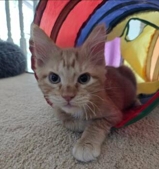 Morris -  Domestic Medium Hair Cat for Adoption in Sedalia, Colorado - Morris | PetCurious