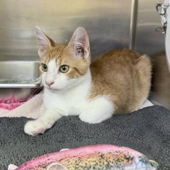 Nathaniel -  Domestic Short Hair Cat for Adoption in Richmond, Virginia - Nathaniel | PetCurious