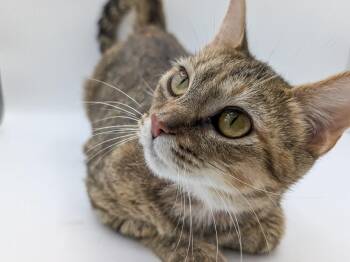 Jammy -  Domestic Short Hair and Affenpinscher Cat for Adoption in Powell, Ohio - Jammy | PetCurious