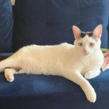 Domestic Short Hair Cats Available for Adoption in Evanston, Illinois - Larch | PetCurious