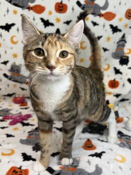 261589 Carla -  Domestic Short Hair Cat for Adoption in Wetumpka, Alabama - 261589 Carla | PetCurious