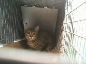 A1269082 -  Domestic Short Hair Cat for Adoption in Charlotte, North Carolina - A1269082 | PetCurious