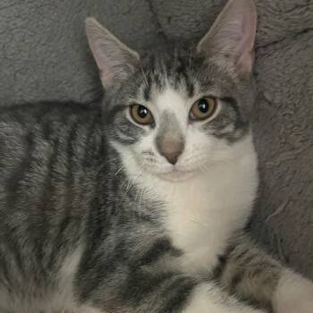 Domestic Short Hair Cats Available for Adoption - Biscuit | PetCurious