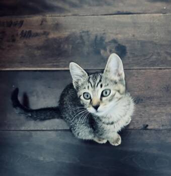 Maggie * -  Tabby Cat Available for Adoption in West Palm Beach, Florida - Maggie * | PetCurious
