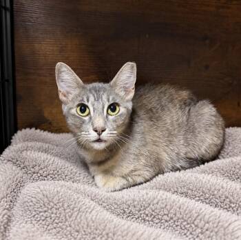 Lily -  Domestic Short Hair Cat for Adoption in Orange, California - Lily | PetCurious