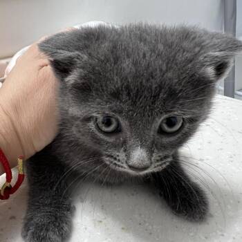 Bella Ramishvili (Mia kitten) -  Domestic Short Hair Cat for Adoption in Merrifield, Virginia - Bella Ramishvili (Mia Kitten) | PetCurious