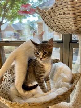 Bisque (Souper Kittens) -  Domestic Short Hair Cat for Adoption in Blanchard, Oklahoma - Bisque (Souper Kittens) | PetCurious