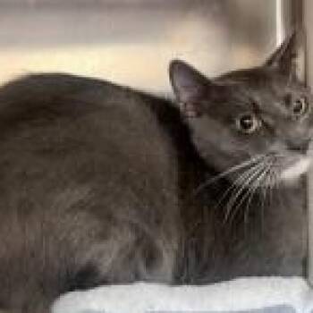 Domestic Short Hair Cats Available for Adoption in St. Augustine, Florida - Stubby | PetCurious