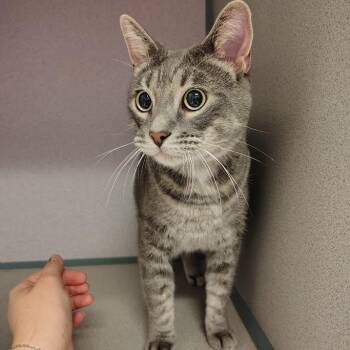 Jaguar -  Domestic Short Hair Cat for Adoption in Cedar Rapids, Iowa - Jaguar | PetCurious
