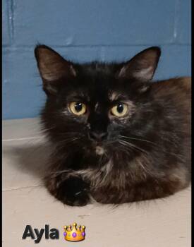 Ayla -  Tortoiseshell and Domestic Long Hair Cat for Adoption in Bay City, Michigan - Ayla | PetCurious