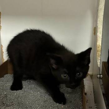 Wilson -  Domestic Short Hair Cat for Adoption in Jeffersonville, Indiana - Wilson | PetCurious