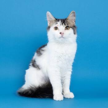 I-65 -  Domestic Long Hair Cat for Adoption in Franklin, Tennessee - I-65 | PetCurious