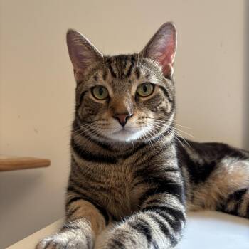 Domestic Short Hair Cats Available for Adoption in Ridgefield, Connecticut - Tiger | PetCurious