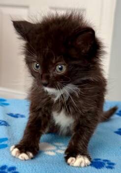 Shannon2 -  Domestic Medium Hair Cat for Adoption in Leonardtown, Maryland - Shannon2 | PetCurious