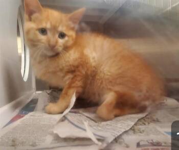 BUZZ -  Domestic Short Hair Cat for Adoption in St. Louis, Missouri - BUZZ | PetCurious