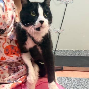 Maxwell -  Domestic Short Hair Cat for Adoption in Great Falls, Montana - Maxwell | PetCurious