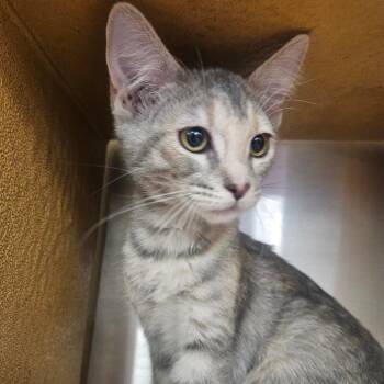 Gadget -  Domestic Short Hair Cat for Adoption in Grantsville, Utah - Gadget | PetCurious