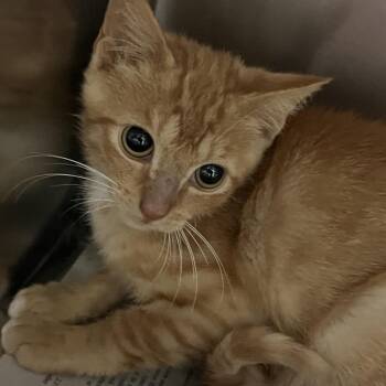 Rob -  Domestic Short Hair Cat for Adoption in Galveston, Texas - Rob | PetCurious