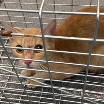 Barrowman 1 -  Domestic Short Hair Cat for Adoption in Montgomery, Alabama - Barrowman 1 | PetCurious