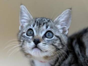 Kara -  Domestic Short Hair Cat for Adoption in Portland, Oregon - Kara | PetCurious