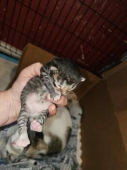 Hulu -  Domestic Short Hair Cat for Adoption in Huntington, Indiana - Hulu | PetCurious