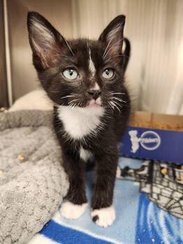 Usain Bolt -  Domestic Short Hair Cat for Adoption in Liberty, Missouri - Usain Bolt | PetCurious
