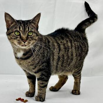 Sasha -  Domestic Short Hair Cat for Adoption in Greensburg, Pennsylvania - Sasha | PetCurious