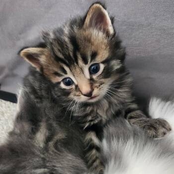 Domestic Short Hair Cats Available for Adoption - Tigerlily In Nokesville, VA | PetCurious