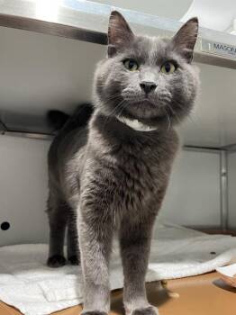CUBBY -  Domestic Short Hair Cat for Adoption in San Francisco, California - CUBBY | PetCurious