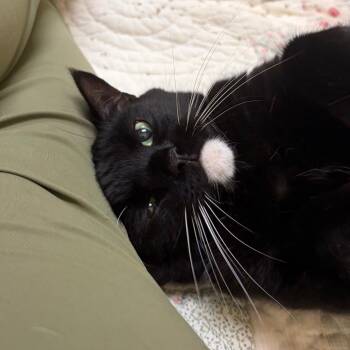 Velcrow -  Domestic Short Hair Cat for Adoption in Bedford, New Hampshire - Velcrow | PetCurious