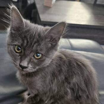 Rescue Domestic Medium Hair Cats for Adoption in Talent, Oregon - Squints | PetCurious
