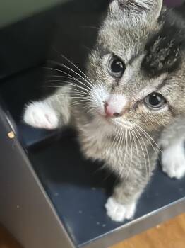 Rescue Domestic Short Hair Cats for Adoption in Tacoma, Washington - Toomey W/Tia | PetCurious