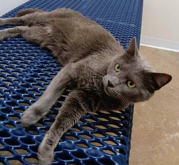 Gloomey -  Domestic Short Hair Cat for Adoption in Springfield, Illinois - Gloomey | PetCurious