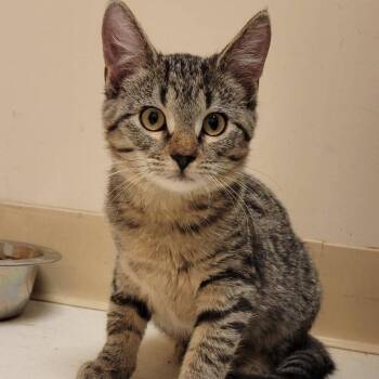 Colonel Mustard -  Domestic Short Hair Cat for Adoption in Milan, Illinois - Colonel Mustard | PetCurious
