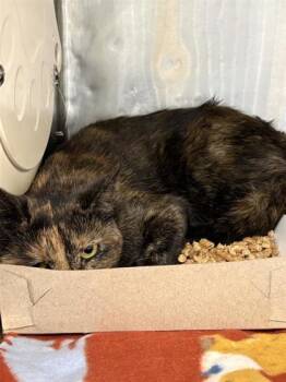 Domestic Long Hair Cats Available for Adoption - 60548330 | PetCurious