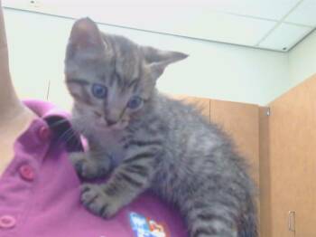 FELLOW -  Domestic Short Hair Cat for Adoption in Sacramento, California - FELLOW | PetCurious